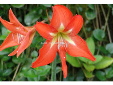 Амарилис земен leopoldii orange - 1 бр.