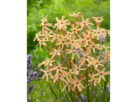 Иксия  paniculata Eos - 1 бр. - 2