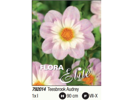 Далия collarette Teesbrook Audrey - 1 бр. - 2