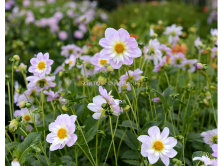 Далия collarette Teesbrook Audrey - 1 бр. - 3