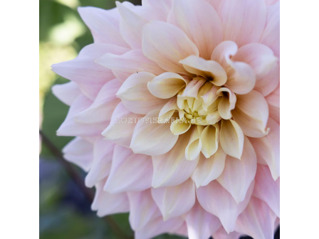 Далия decorative dinnerplate Break Out - 1 бр. - 2