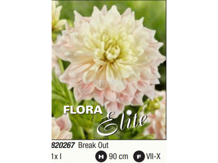 Далия decorative dinnerplate Break Out - 1 бр. - 3