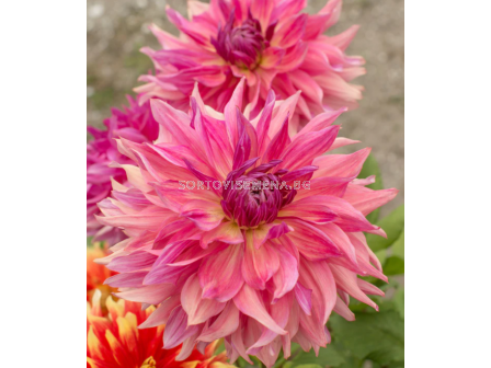 Далия decorative dinnerplate Penhill Dark Monarch - 1 бр. - 2