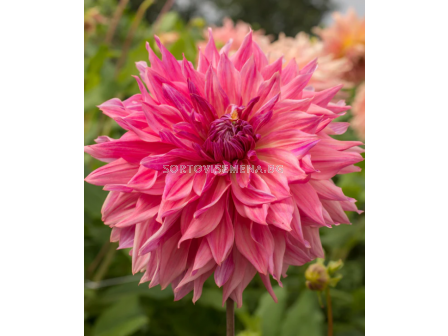 Далия decorative dinnerplate Penhill Dark Monarch - 1 бр. - 1