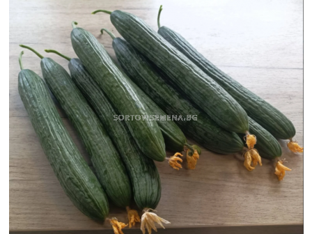 Семена краставици Понтиус /SVCE 1524/ F1 - 100 семена - 1