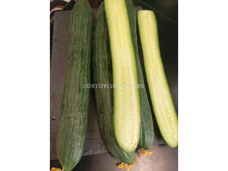Семена краставици Понтиус /SVCE 1524/ F1 - 100 семена - 2