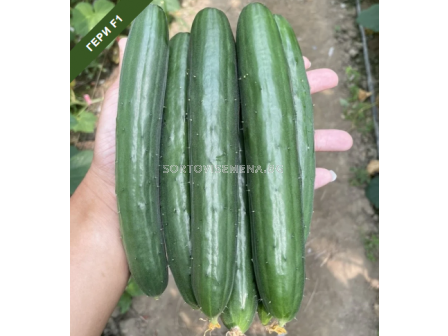 Семена краставици Гери /Geri (TSX- CU235) F1 - 1000 сем