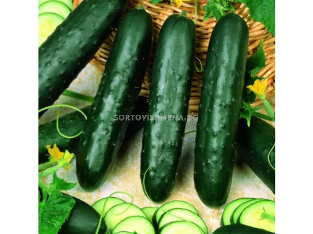 Семена за краставици Едона F1 - 250 семена