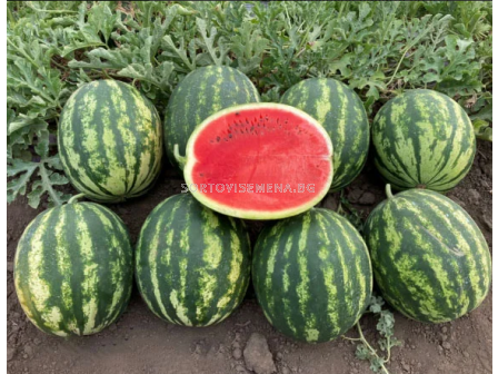 Семена дини Кабаред//SVWT8883/ F1 - 250 семена