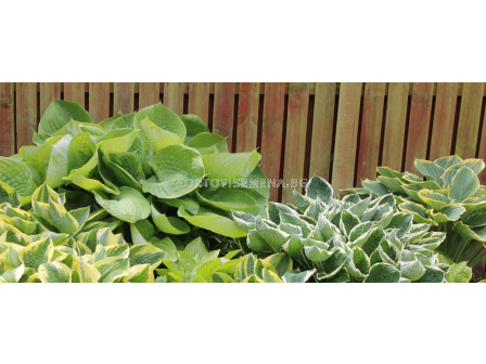 Хоста микс 10 бр. (промоция)