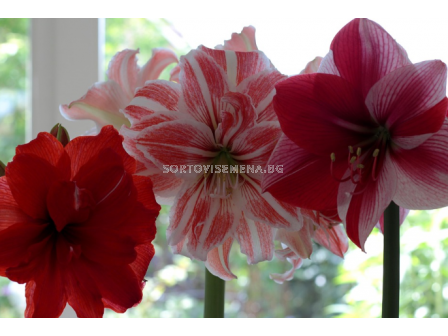 Амарилиси микс 5 бр. (промоция)