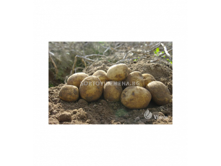 СЕМЕ КАРТОФИ VINETA/ SEED POTATOES VINETA - КАТЕГОРИЯ A - 3