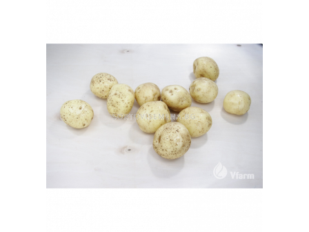 СЕМЕ КАРТОФИ VINETA/ SEED POTATOES VINETA - КАТЕГОРИЯ A - 2