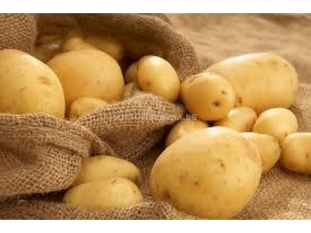 семе картофи Актрис 5кг