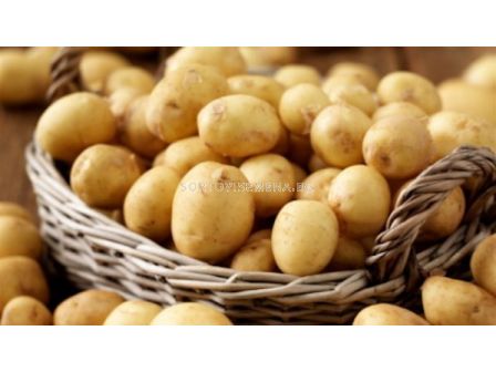 семе картофи Лоан 5кг