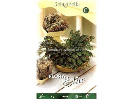 Селагинела (йерихонска роза) - Пакет с 1 бр.