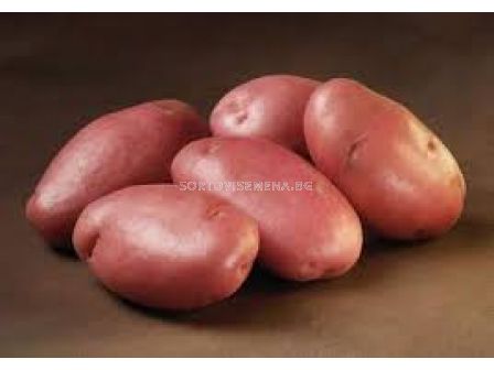 семе червени картофи Стемстер