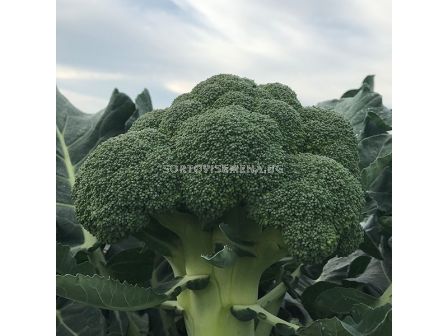 Семена броколи Андерсия - 2500 семена