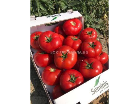 Семена Домати SVTD8033 F1 /червен/ - 250 семена