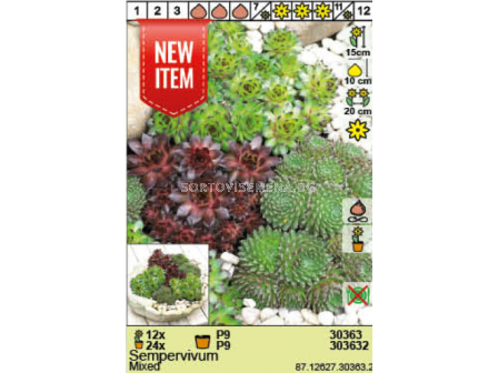 Семпервивум микс - 1 брой