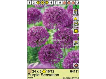 Декоративен лук Purple Sensation- Пакет: 1 оп.- 5 бр. - 2