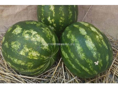 Семена дини Сентинел F1 - 250 семена