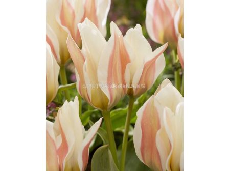 Лале/ Tulip greigii Serano - 1 бр.