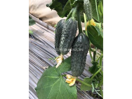 Корнишони Северин F1 -  Severin F1 - 500 семена - 2