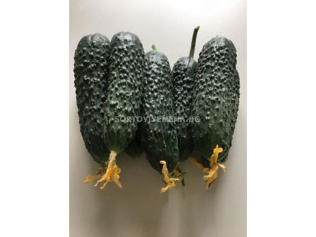 Корнишони Северин F1 -  Severin F1 - 500 семена - 3