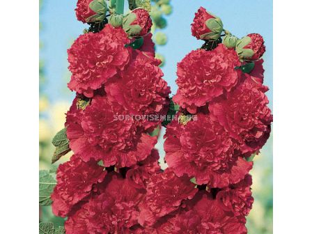 Градинска ружа / Alcea Double Red / 1 бр