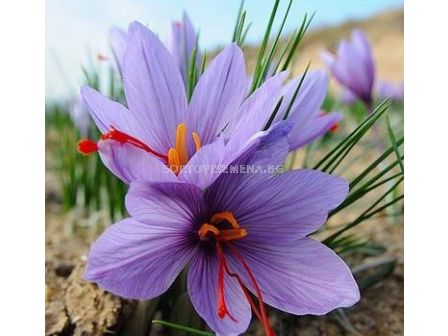Шафран (Crocus sativus) 1 оп (10 бр) - 1