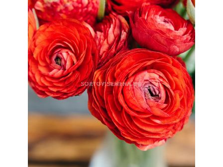 Ранункулус червен 1 бр