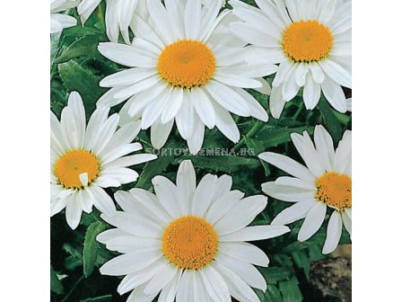 Маргаритки - Leucanthemum Maximum Alaska - 1 бр