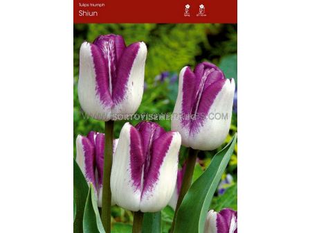 Лале triumph Shiun - 1 бр.