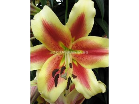  Лилиум Shocking - 1  оп-2 бр