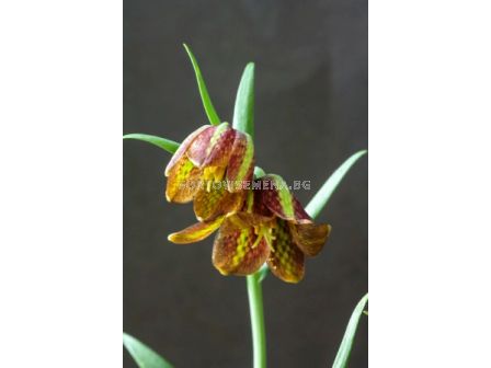 Фритилария Davisii - шахматна meleagris 1бр