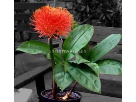 Скадоксус Haemanthus multiflorus