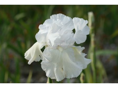 Ирис Germ. Skating Party