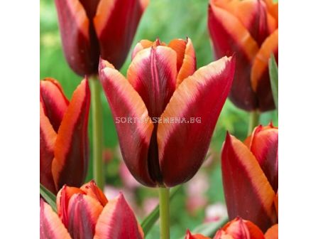 Лале/ Tulip triumph Slawa - 1 бр.