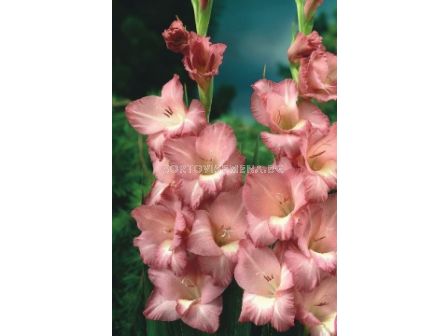 Гладиол/ Gladiolus large-flowered Smokey 10/12 - 1 бр.