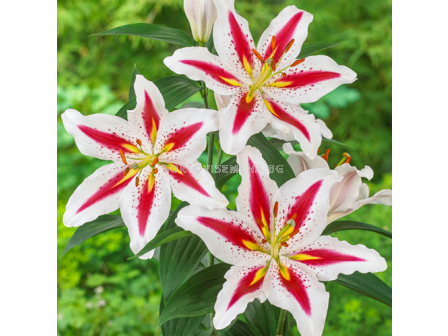 Лилиум oriental Big Smile  - 1 брой - sortovisemena.bg Лилиум oriental Big Smile  - 1 брой