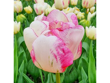 Лале Double Shake - 1 бр.