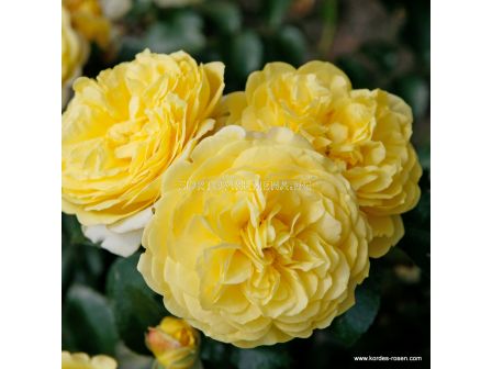 Роза Солеро ADR- Solero ADR- (храстова роза) серия Rigo Rosen-Kordes- 1 брой - 6