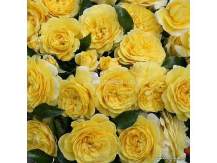 Роза Солеро ADR- Solero ADR- (храстова роза) серия Rigo Rosen-Kordes- 1 брой - 1