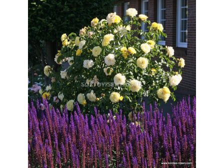 Роза Солеро ADR- Solero ADR- (храстова роза) серия Rigo Rosen-Kordes- 1 брой - 2