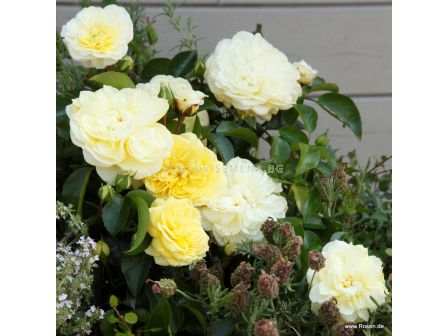 Роза Солеро ADR- Solero ADR- (храстова роза) серия Rigo Rosen-Kordes- 1 брой - 3