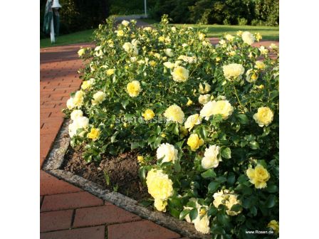 Роза Солеро ADR- Solero ADR- (храстова роза) серия Rigo Rosen-Kordes- 1 брой - 4