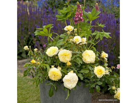 Роза Солеро ADR- Solero ADR- (храстова роза) серия Rigo Rosen-Kordes- 1 брой - 5