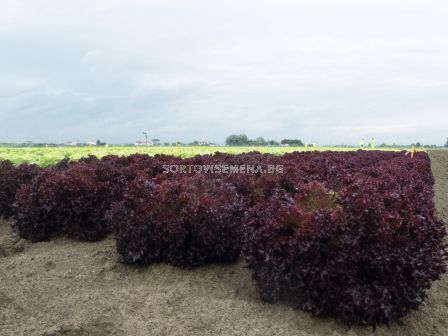 Семена Салата лоло / Solos / Bejo - кутия 10 броя х 5000 семена 