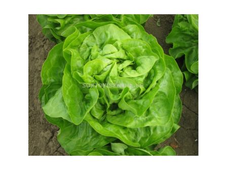 Салата / Sotalis / Bejo -5000 сем